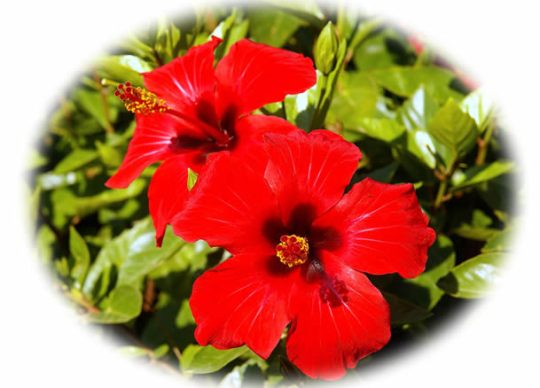 red-hibiscus-flowers