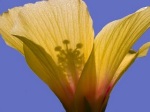 Hibiscus Amarilla