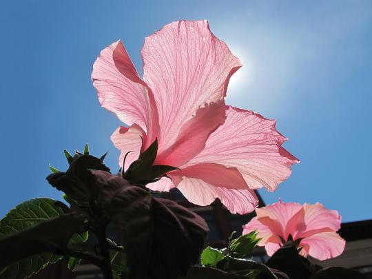 looking-towards-the-heavens--pink-hibiscus-flower-under-a-blue-sky-on-a-sunny-day-chantal-photopix