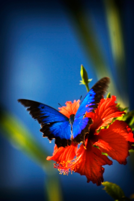 Ulysses butterfly on hibiscus - Scenes from the tropics