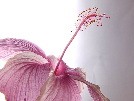 hibiscus-177710_640